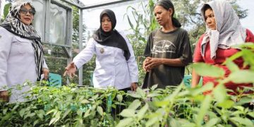 Wakil Walikota memanen sayur bayam