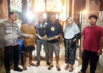 Anak buaya diserahkan ke Taman Hewan