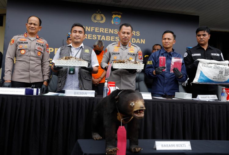 Kapolrestabes Medan Kombes Pol Dr. Jean Calvijn Simanjuntak bersama Kasat Reskrim AKBP Bayu Putro Wijayanto menunjukkan barang bukti Beruang Madu opset dan sisik Trenggiling hasil penangkapan dua pelaku perdagangan satwa dilindungi, Jumat (14/11/2025).