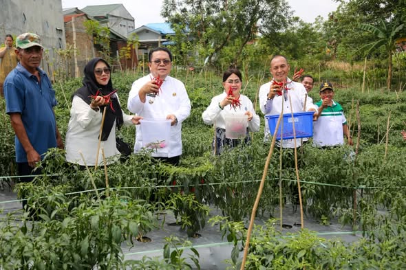 Wali Kota Wesly Silalahi Panen Cabai Merah di Bane, Dorong Stabilitas Harga dan Kesejahteraan Petani