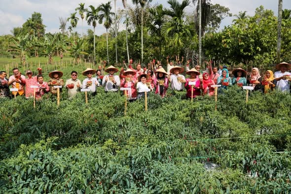 Wali Kota Wesly Silalahi Panen Cabai Perdana, Dorong Petani Maju dan Tekan Inflasi Pematangsiantar