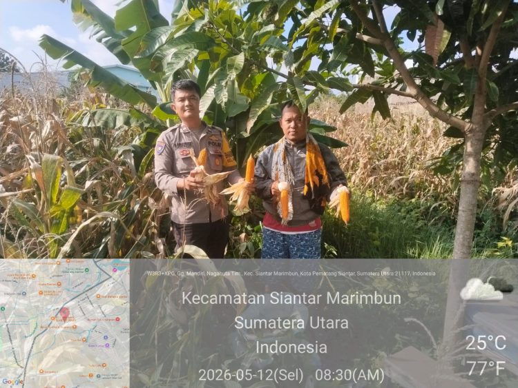 Dukung Ketahanan Pangan, Polsek Siantar Selatan Monitoring Panen Jagung Petani Binaan