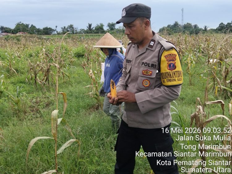 Dukung Ketahanan Pangan, Bhabinkamtibmas Polsek Siantar Barat Dampingi Petani Panen Jagung di Siantar Marimbun