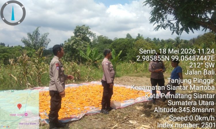 Kapolsek Siantar Utara Turun ke Ladang, Pastikan Panen Jagung Petani Binaan Dukung Ketahanan Pangan