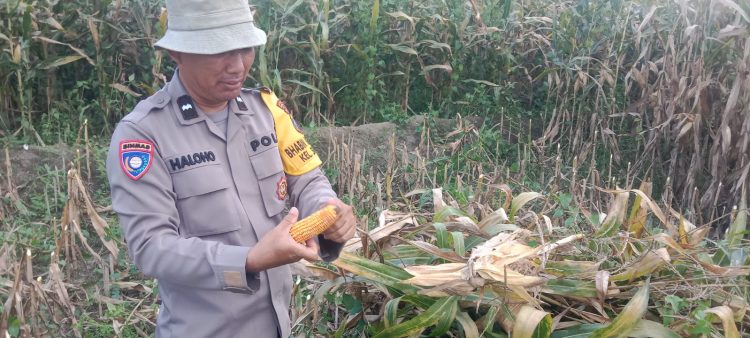 Bhabinkamtibmas Polsek Siantar Barat Turun ke Ladang, Panen Jagung Bersama Petani Binaan Dukung Ketahanan Pangan