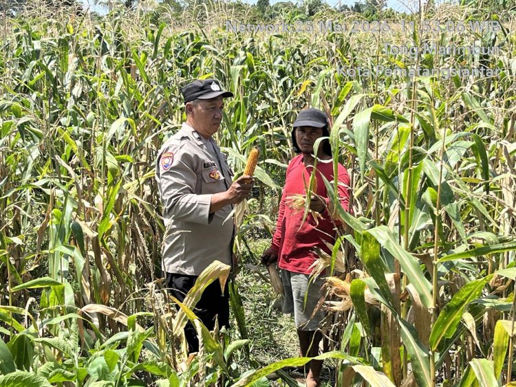Polri dan Petani Bersinergi, Polsek Siantar Barat Turun Langsung Panen Jagung Warga