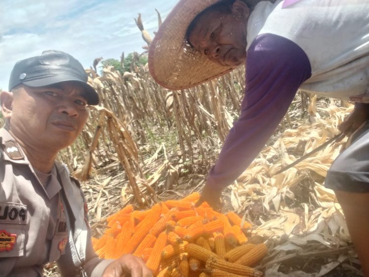 Dukung Ketahanan Pangan, Bhabinkamtibmas Polsek Siantar Marihat Monitoring Panen Jagung Petani Binaan