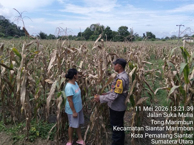 Bhabinkamtibmas Siantar Barat Turun ke Ladang, Dukung Ketahanan Pangan Bersama Petani Jagung