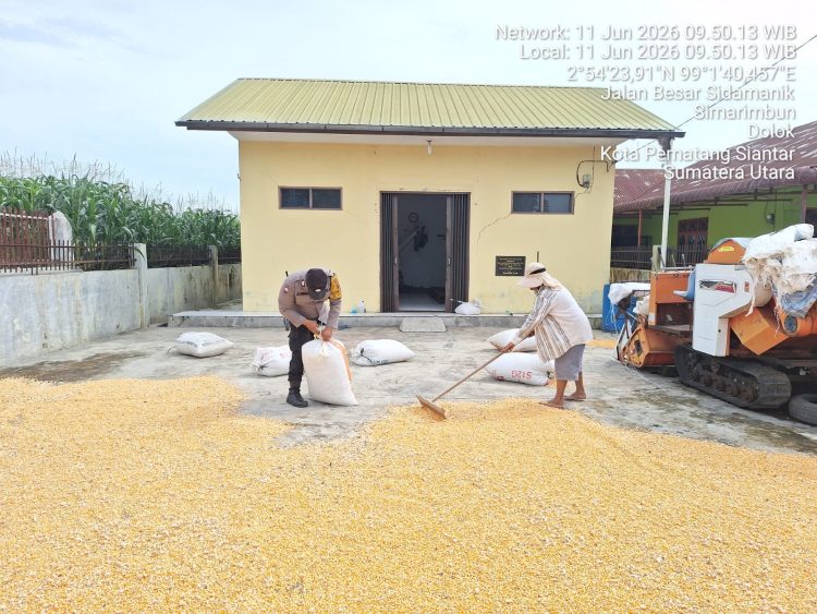Dukung Ketahanan Pangan, Bhabinkamtibmas Polsek Siantar Marihat Dampingi Petani Jemur Hasil Panen Jagung