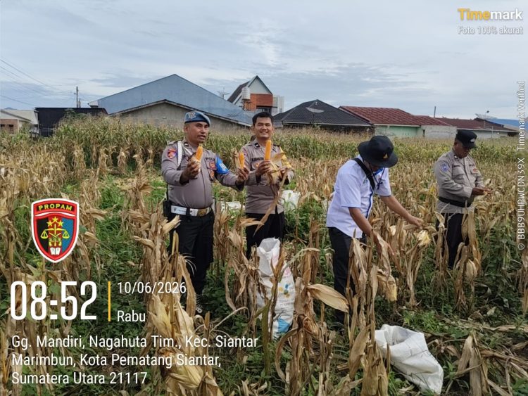 Turun ke Ladang, Kapolsek Siantar Selatan Dampingi Petani Panen Jagung dan Dukung Ketahanan Pangan