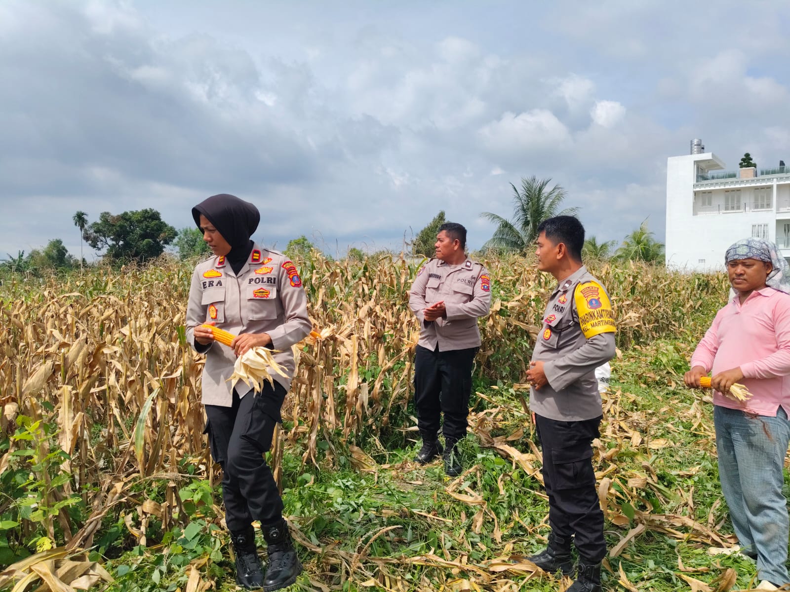 Dukung Ketahanan Pangan, Kapolsek Siantar Selatan Turun Langsung Panen Jagung Bersama Petani