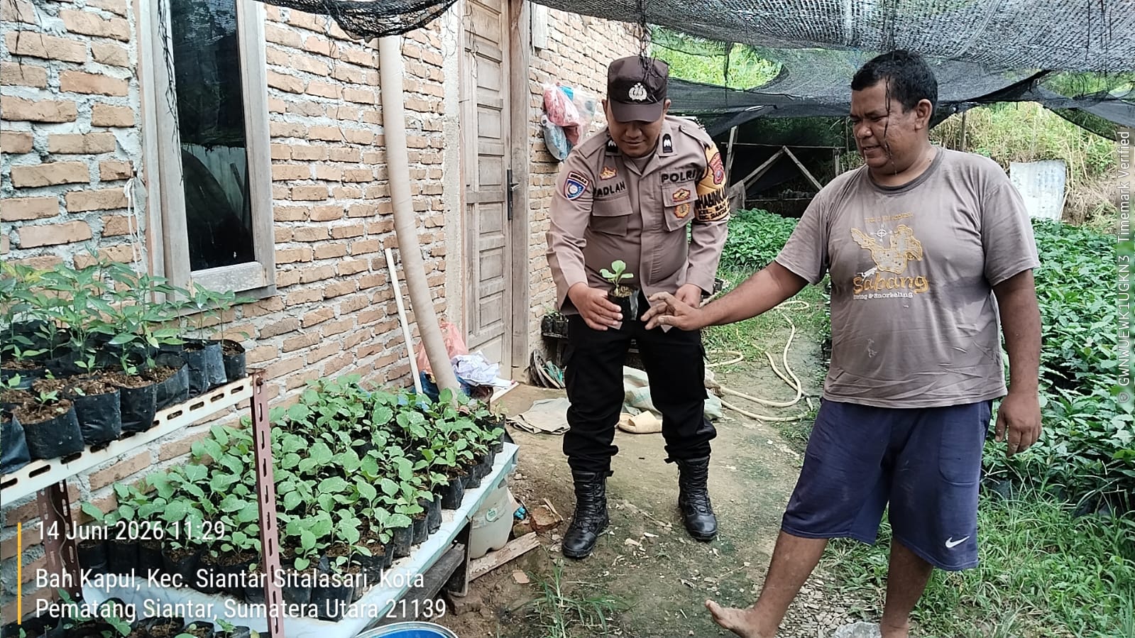 Bhabinkamtibmas Polsek Siantar Martoba Dorong Ketahanan Pangan, Warga Bah Sorma Sulap Pekarangan Jadi Kebun Produktif