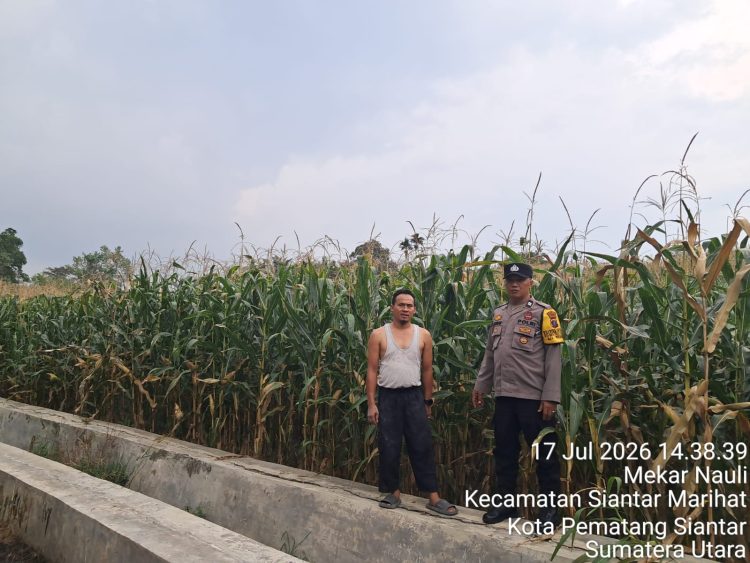 Dukung Ketahanan Pangan, Bhabinkamtibmas Polsek Siantar Timur Sambangi Lahan Jagung Petani Binaan