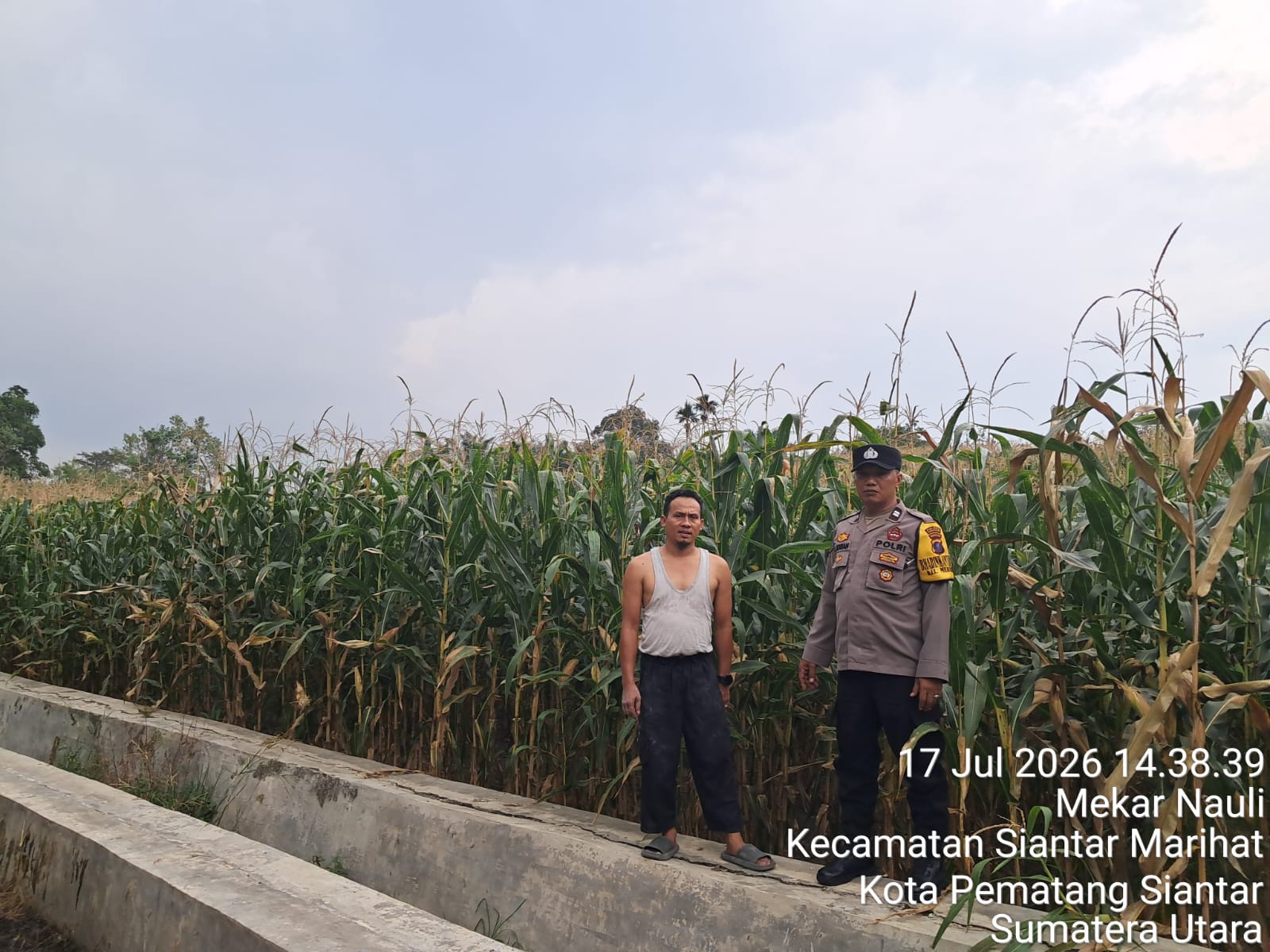 Dukung Ketahanan Pangan, Bhabinkamtibmas Polsek Siantar Timur Sambangi Lahan Jagung Petani Binaan