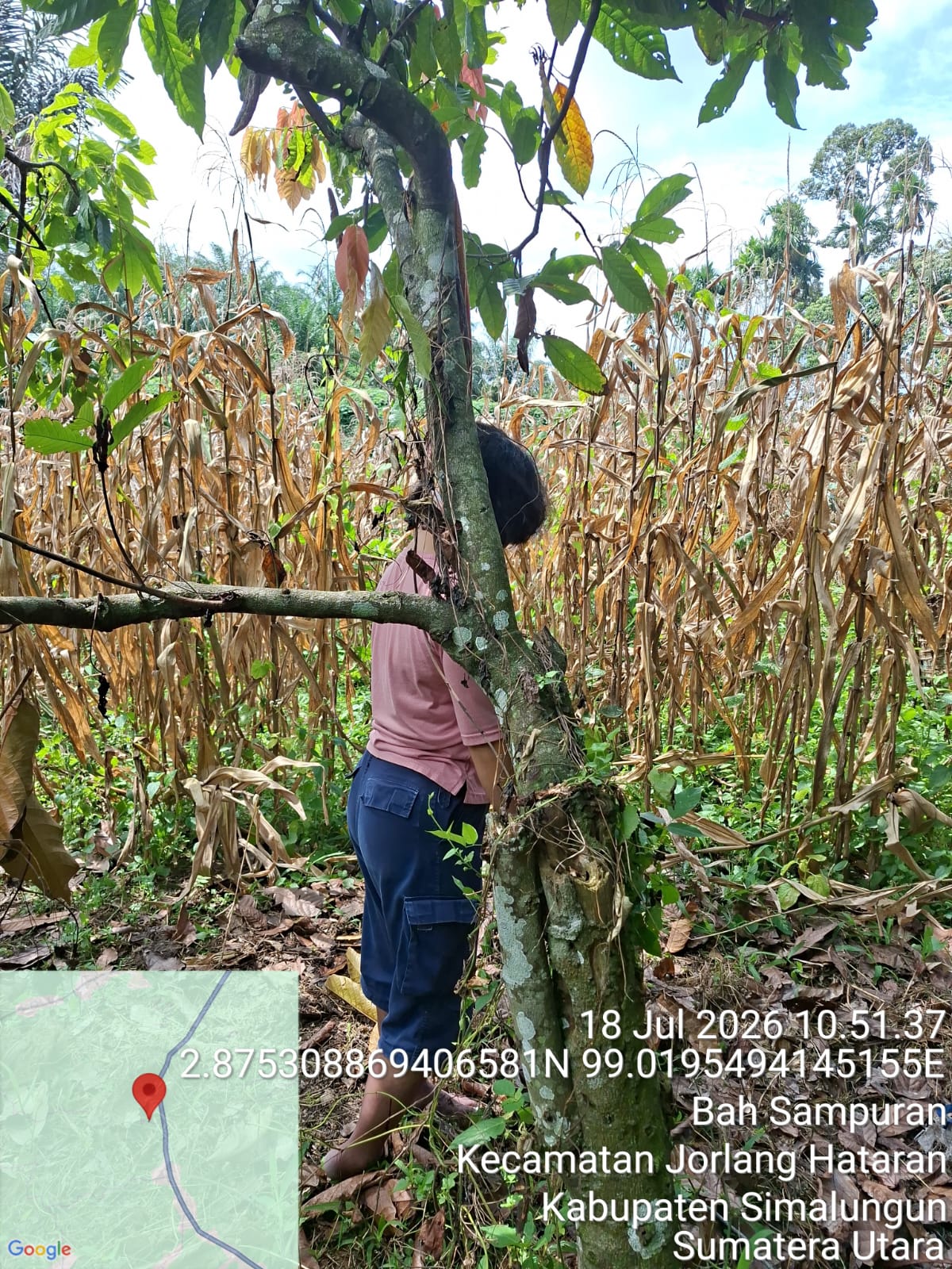 Gerak Cepat Polsek Jorlang Hataran Tangani Penemuan Jasad di Kebun Coklat, Polisi Pastikan Tidak Ada Tanda Kekerasan