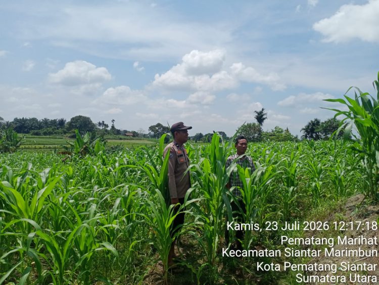 Perkuat Program Asta Cita, Polsek Siantar Utara Dampingi Petani Jagung Wujudkan Ketahanan Pangan