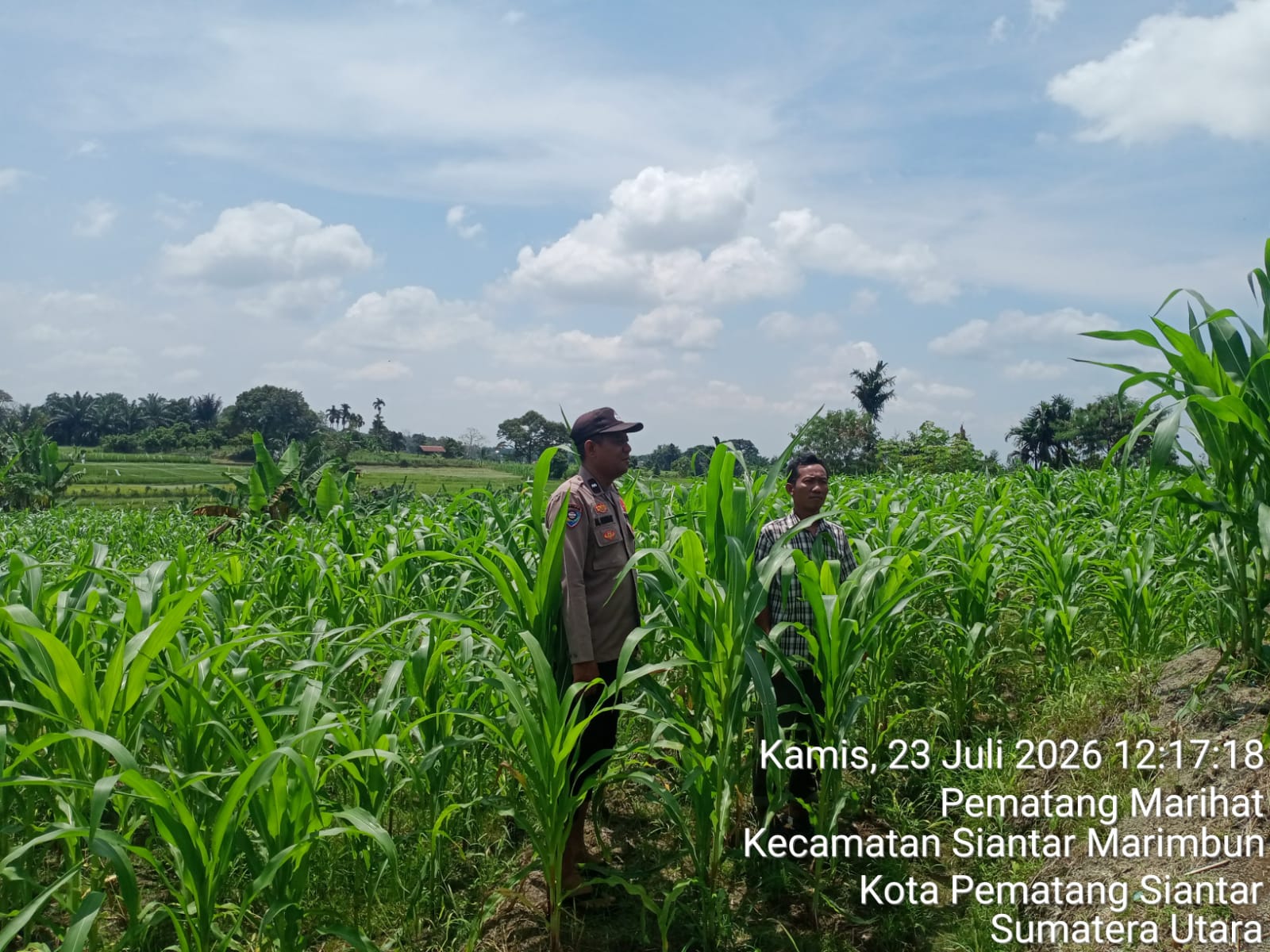 Perkuat Program Asta Cita, Polsek Siantar Utara Dampingi Petani Jagung Wujudkan Ketahanan Pangan