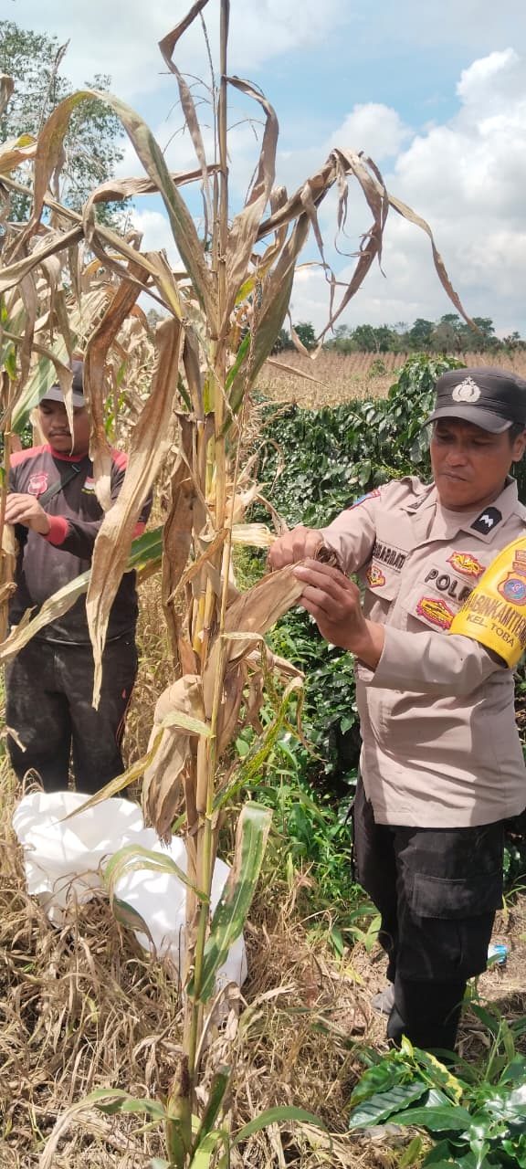 Polri Kawal Ketahanan Pangan, Bhabinkamtibmas Bantu Panen Jagung dan Siap Dampingi Petani Jual Hasil ke Bulog