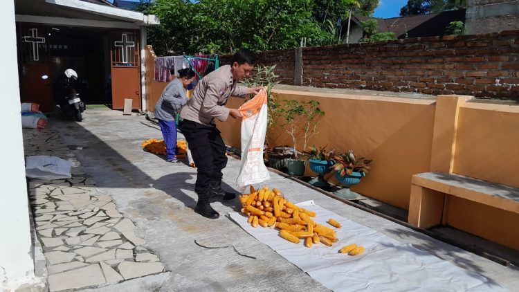 Bhabinkamtibmas Polsek Siantar Selatan Kawal Panen Jagung Petani Binaan, Perkuat Ketahanan Pangan hingga Siap Masuk Bulog