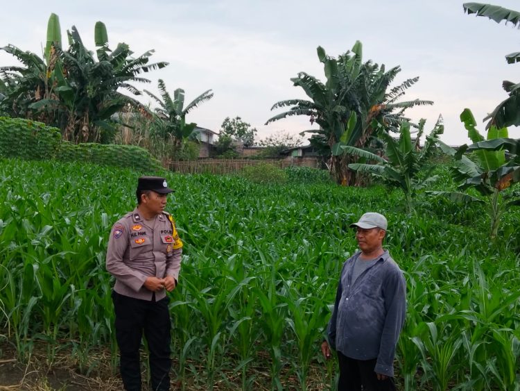 Polri Hadir di Tengah Petani, Bhabinkamtibmas Siantar Utara Pantau Lahan Jagung dan Beri Motivasi Hadapi Hama