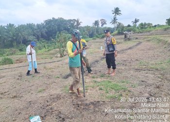 Dukung Ketahanan Pangan, Bhabinkamtibmas Polsek Siantar Timur Turun ke Lahan Jagung Petani Binaan