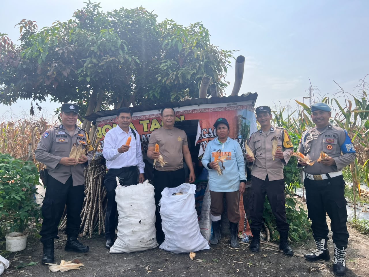 Dukung Ketahanan Pangan, Polsek Siantar Selatan Turun Langsung Panen Jagung Bersama Petani Binaan