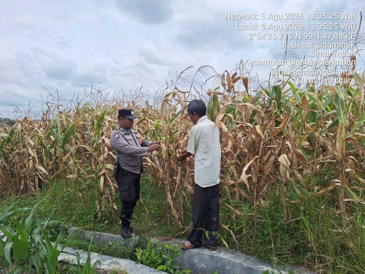 Bhabinkamtibmas Polsek Siantar Marihat Pantau Lahan Jagung Petani Binaan, Perkuat Ketahanan Pangan Jelang Panen