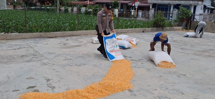 Bukan Sekadar Menjaga Kamtibmas, Bhabinkamtibmas Siantar Selatan Turun Tangan Jemur Jagung Petani