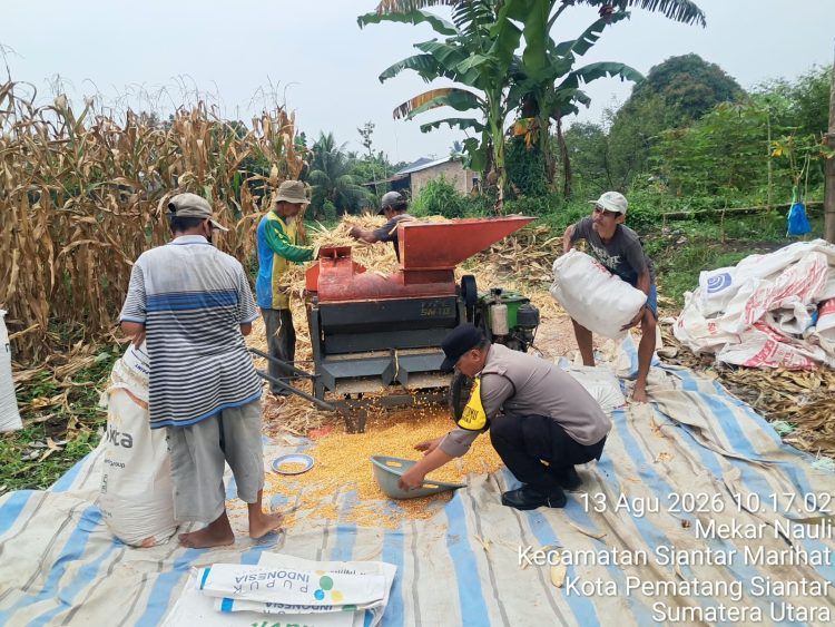 Ladang Jagung 10 Rante Dipantau Polisi, Polsek Siantar Timur Dorong Petani Perkuat Ketahanan Pangan