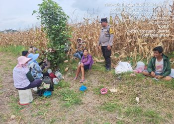Dari Ladang untuk Ketahanan Pangan, Bhabinkamtibmas Polsek Siantar Marihat Dampingi Petani Panen Jagung