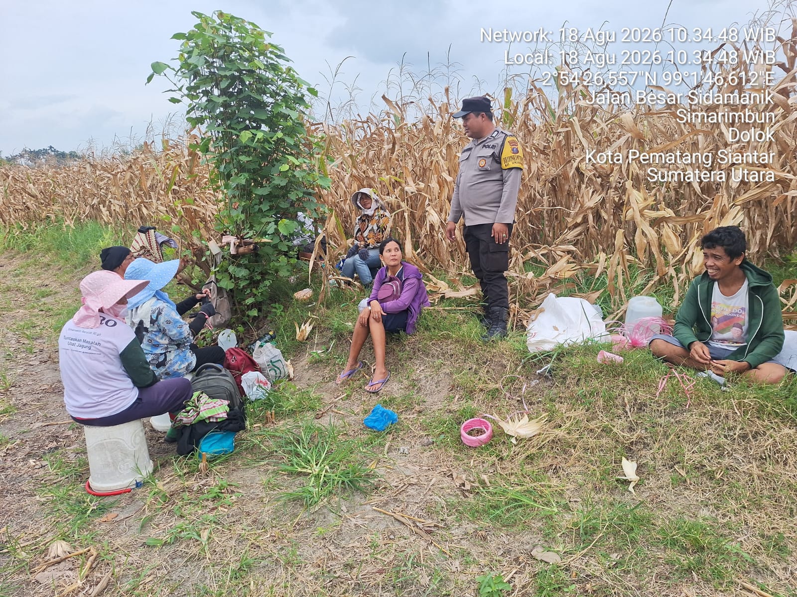 Dari Ladang untuk Ketahanan Pangan, Bhabinkamtibmas Polsek Siantar Marihat Dampingi Petani Panen Jagung