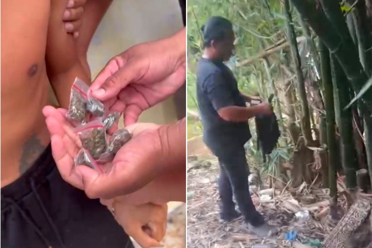 Satresnarkoba Polrestabes Medan Bongkar Modus Baru Peredaran Ganja Manfaatkan Pohon Bambu Jadi Gudang Penyimpanan