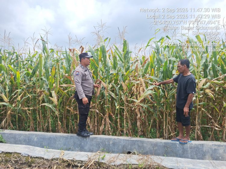 Polsek Siantar Marihat Turun ke Ladang, Pastikan Program Ketahanan Pangan Jagung Berjalan