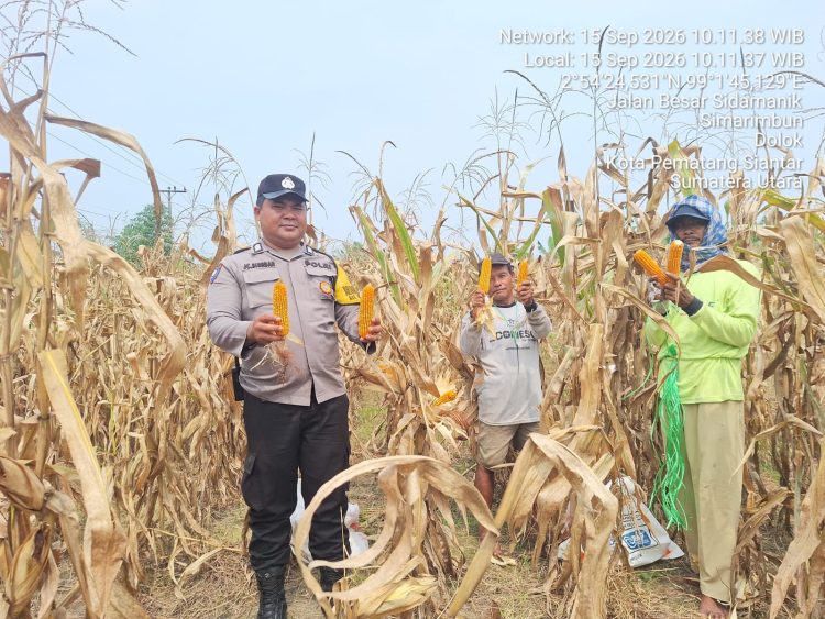 Dukung Ketapang, Polisi Dampingi Petani Simarimbun Panen Jagung
