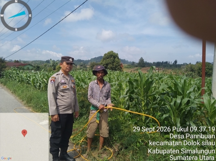 Bukan Sekadar Jaga Kamtibmas, Polsek Dolok Silau Turun ke Ladang Kawal Ketahanan Pangan