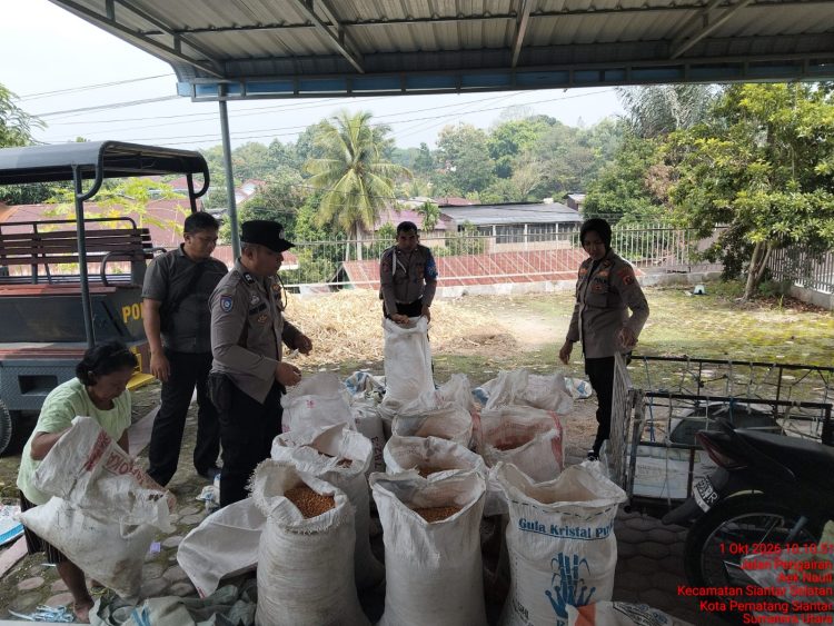 Polisi Turun ke Ladang, Kapolsek Siantar Selatan Panen Jagung Bersama Petani Binaan