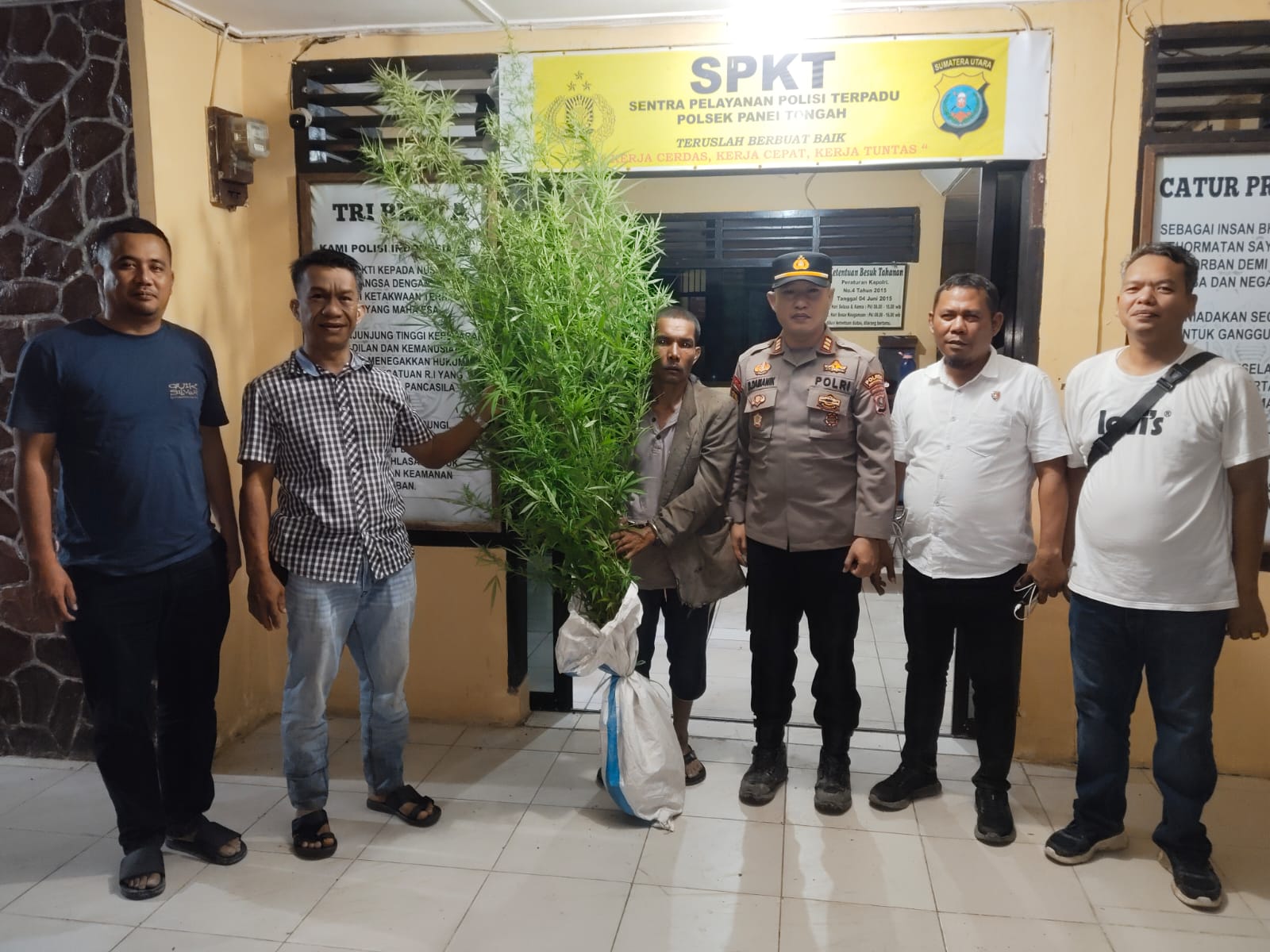 Warga Curiga, Polisi Bergerak: 12 Batang Ganja Ditemukan di Ladang Petani Simpang Raya Dasma