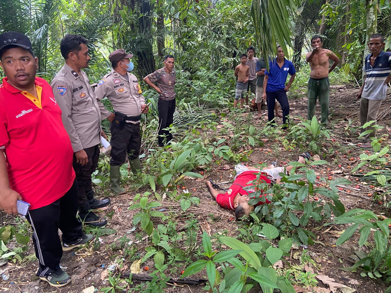 Hendak Panen Sawit, Kermalinson Sinaga Ditemukan Tak Bernyawa di Bawah Pohon