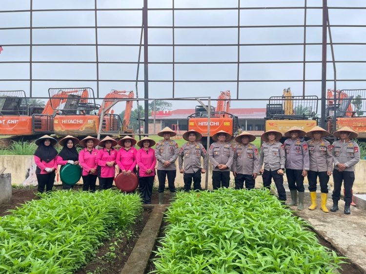Kompol Zaenal Muhlisin Dorong Kemandirian Pangan, Personel Batalyon C Pelopor Brimob Sumut Panen Sayur dan Makan Bersama