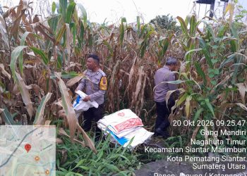Panen Jagung 1,5 Ton, Polsek Siantar Selatan Dorong Petani Salurkan Hasil ke Bulog