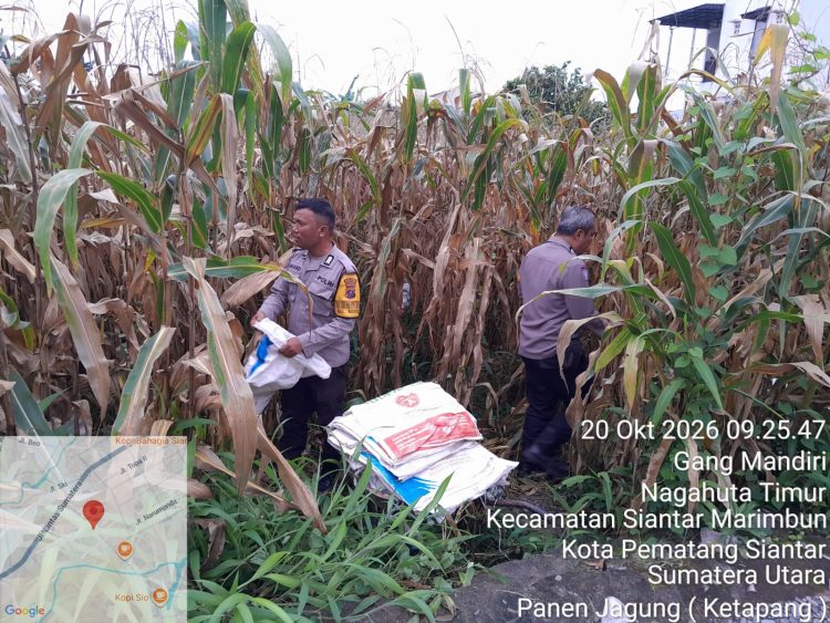 Panen Jagung 1,5 Ton, Polsek Siantar Selatan Dorong Petani Salurkan Hasil ke Bulog