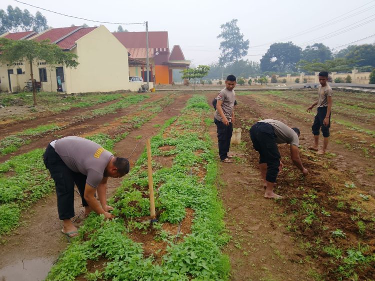 Tanam Semangat Kemandirian Pangan, Brimob Sumut Lakukan Perawatan Lahan Kacang Tanah