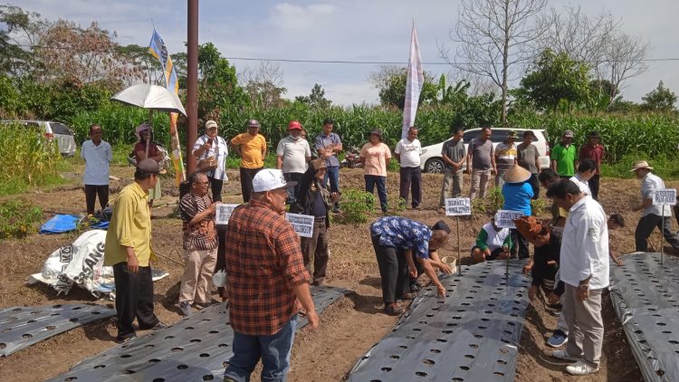 Suasana penanaman bawang yang digelar DPP KS-HIMAPSI di Nagori Simbolon Tengkoh.