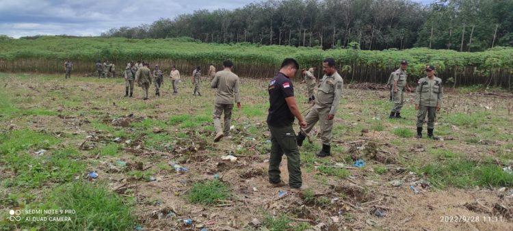 Petugas Satpol PP saat menertibkan tanaman ubi di Lahan Eks Godyear milik Pemkab Simalungun di Tapian Dolok