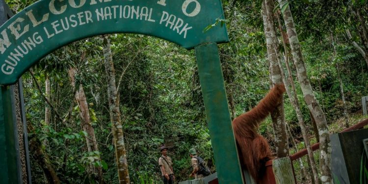 6 Hutan Eksotis Indonesia Bikin Dunia Terpesona, Surga Alam yang Masih Tersembunyi