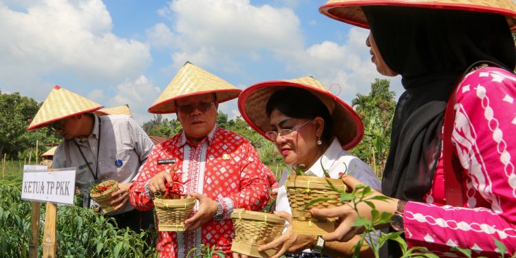 Panen Perdana Cabai Contract Farming, Wesly: Petani Harus Punya Kepastian Pasar