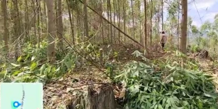 Pasca Izin TPL Dicabut, Kawasan Hutan Negara di Dolok Panribuan Diduga Digarap Tanpa Legalitas