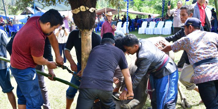 Hari Kedua Mangase Taon, Ritual Mangalahat Horbo Tegaskan Identitas Budaya Batak di Samosir