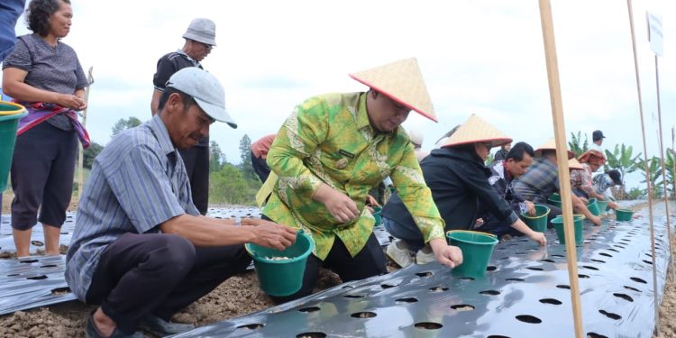 Dari Desa Maduma, Vandiko Gultom Mulai Misi Besar Jadikan Samosir Sentra Bawang Putih Nasional