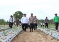 Kapolda Sumut dan Bupati Samosir Tinjau Pengembangan Bawang Putih, Dukung Swasembada Pangan Nasional